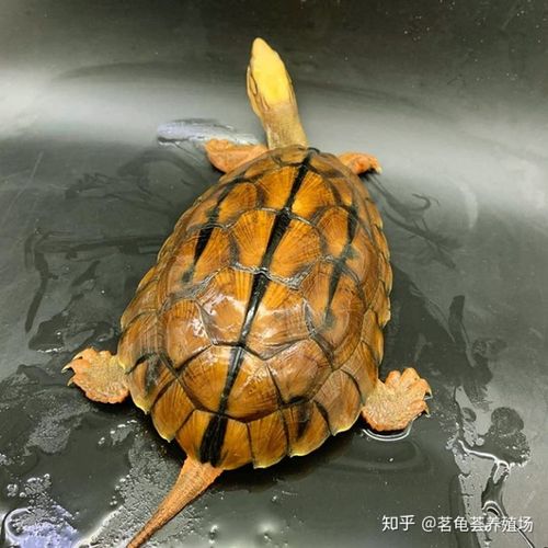 金钱龟说保护动物吗?可以买一个来养吗?