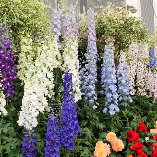 大花飞燕草花种籽子庭院宿根耐寒花卉花籽易活易种易活四季盆栽