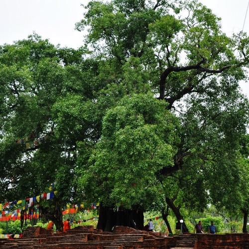 蓝毗尼园西宾馆