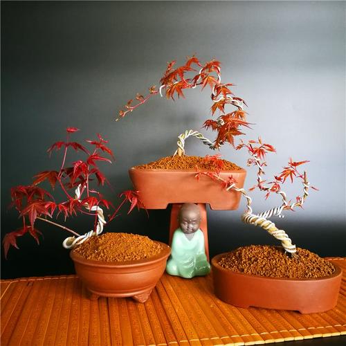 共58 件红舞姬盆景相关商品