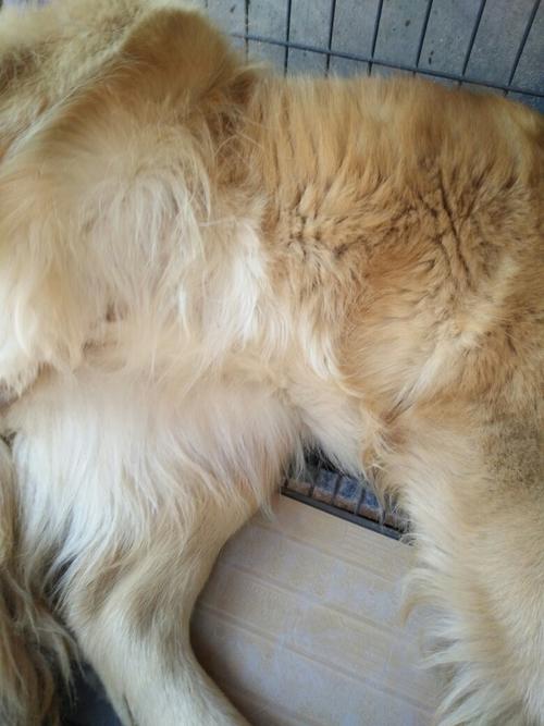 狗狗配了30天肚子软软的,啥也摸不到,是不是没怀孕