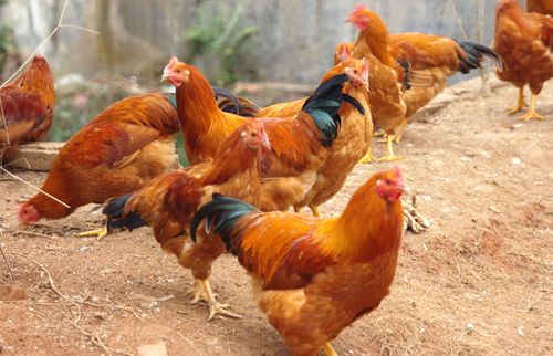 natural anti-inflammatory chitosan oligosaccharide_jin