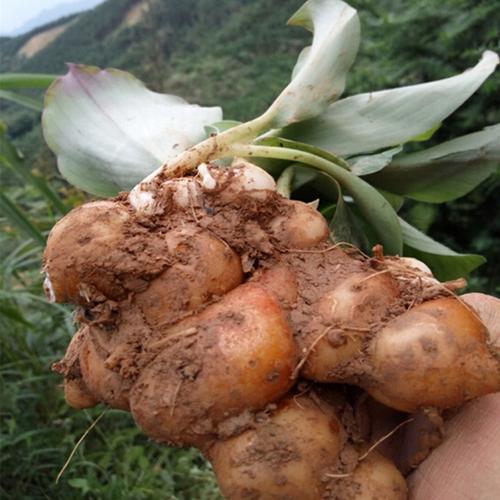沙姜蔬菜新鲜现挖嫩姜月子姜月子砂姜山土仔黄姜生姜