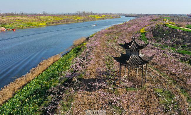 周口西华:万亩桃花入画来