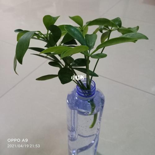 水培鸭掌木_鸭掌_水培扦插_家居家装_家居装饰