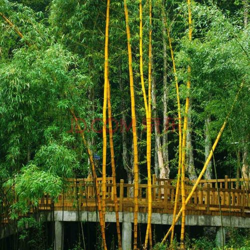 黄金竹苗庭院竹子苗庭院绿篱盆栽黄竹树苗金镶玉竹 黄金竹3cm粗2棵