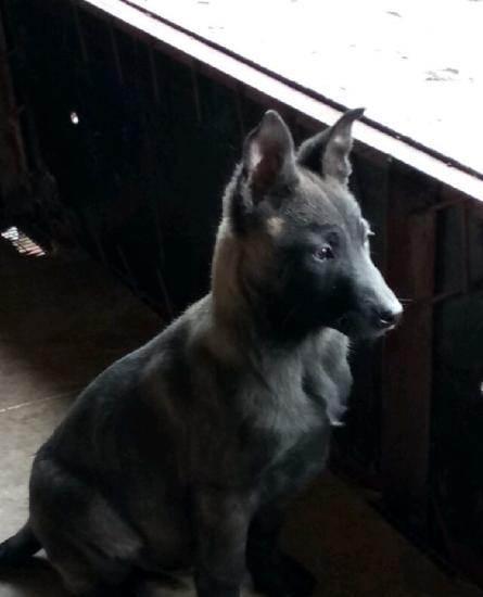 特价出马犬公杜高小公,特价—临沂费县马犬