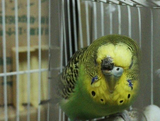 虎皮鹦鹉鼻子上长了一个棕色包,怎么办?