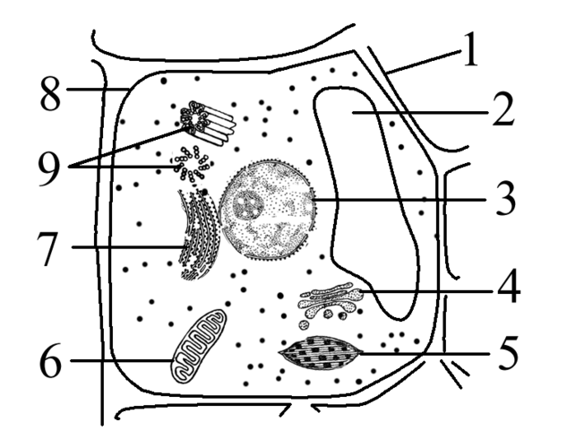 与a过程有关的细胞器是核糖体,内质网,高尔基c.