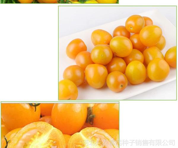 珍珠小番茄种子批发 圣女果种子 黄珍珠番茄种子 小西红柿种子