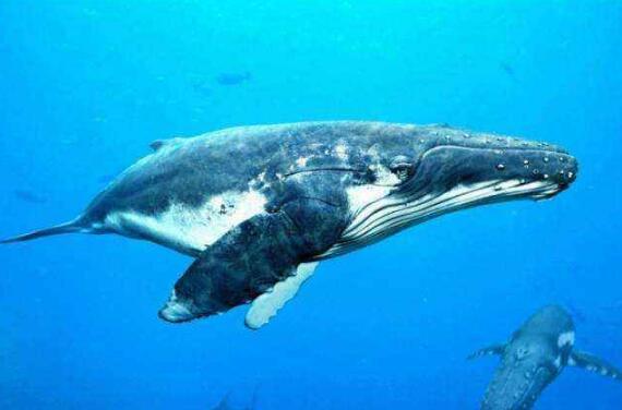 世界上最大的哺乳动物,发声最大的动物蓝鲸重181吨