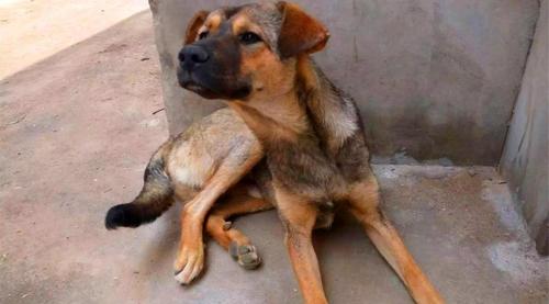 因为国人认为中华田园犬不登大雅之堂,只能用来看家护院.