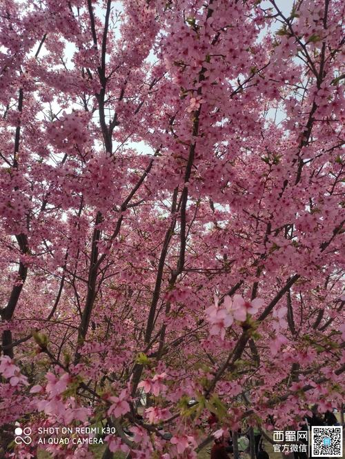 西蜀论坛 69 聊绵阳 69 西蜀旅游 69 樱花谷的樱花开的好漂亮