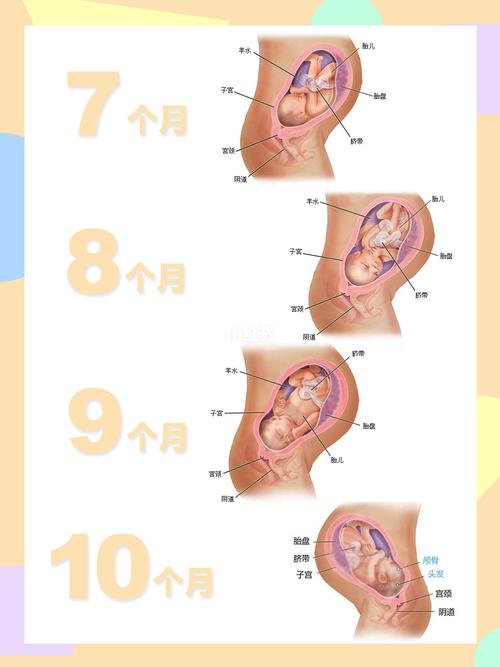 92胎儿宝宝十个月发育过程图_胎儿_胎盘_子宫_怀孕