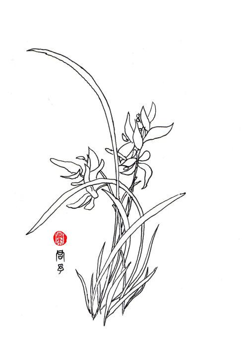 兰花图片简笔画