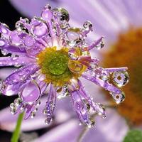 露珠图片唯美头像清新好看的唯美露珠微信头像