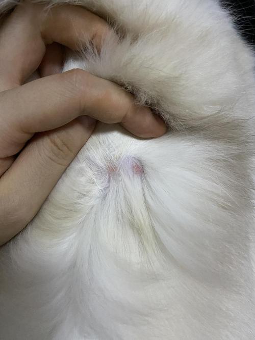 【讨论】求助,猫咪身上细菌感染,说是球菌,怎么.