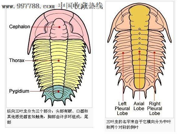 兰氏古油栉虫三叶虫化石长度1.3cm