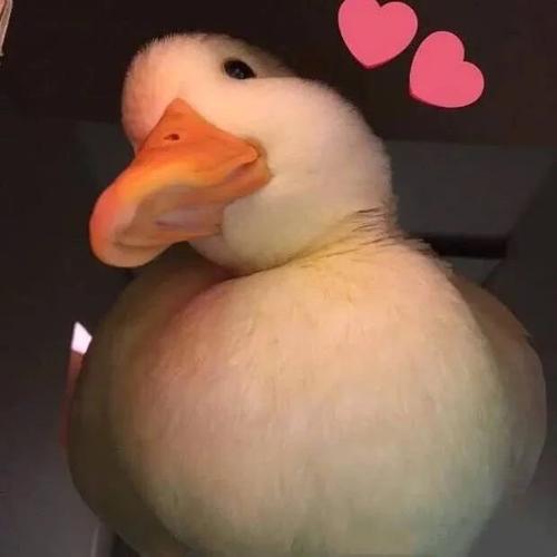 喜欢小鸭子吗,一组可以谐音梗的搞笑可爱表情包,感兴趣的