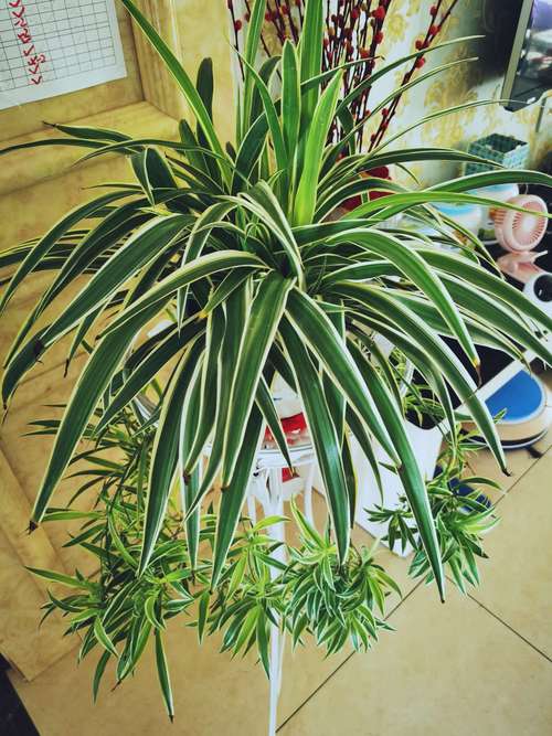 乐乐观察日记15-------金边吊兰