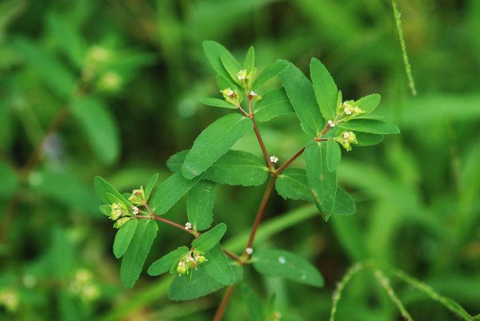 通奶草百花争妍七o七