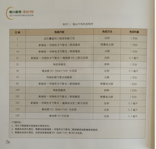 海兰褐蛋鸡防疫程序