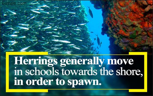 really striking facts about herring fish