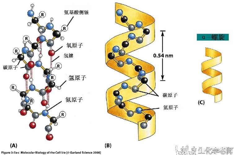 α螺旋结构的性质作用和预测