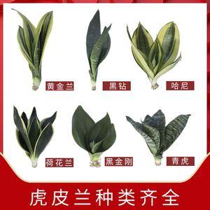 虎皮兰盆栽稀有品种白玉金边虎尾兰植物室内吸甲醛防辐射绿植包邮