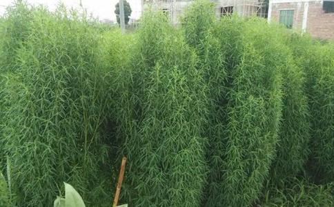 扫帚菜有什么药效 扫帚菜的功效与作用