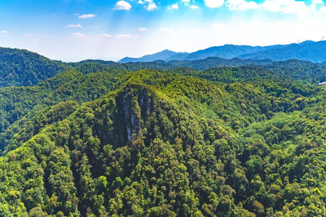 【关注】森林火险期巡山护林每月不得少于20天!《云南