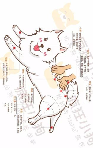 只要学会这一招,狗狗天天追着你喊"爸爸"!