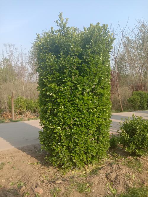 冬青柱供应 冬青柱基地批发