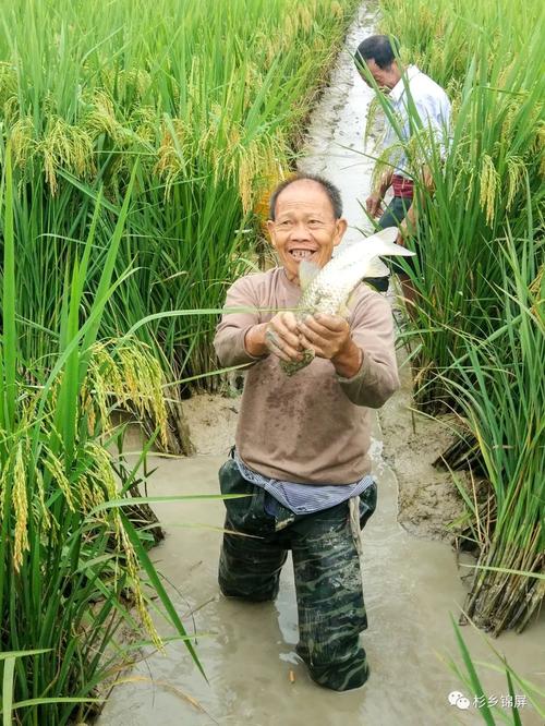 稻田养鱼亩产到底有多少?敦寨亮司村今天现场开田测产