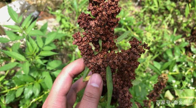 酸模又名土大黄农村人当野菜吃却不知它还是很好的药材