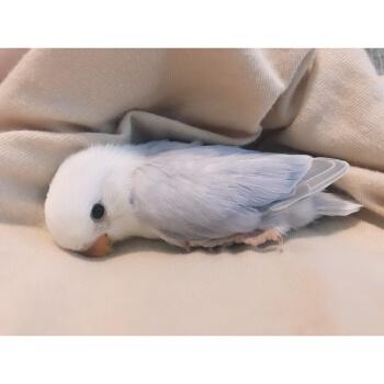 天弗手养黄桃绿桃鹦鹉牡丹小鸟断奶喂养幼鸟亲人紫罗兰雏鸟说话爱情鸟