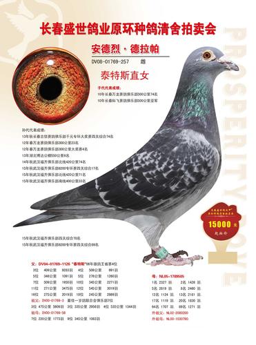 长春盛世鸽业 - 中信网铭鸽展厅 www.ag188.com