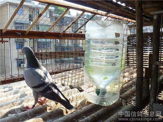 让你的爱鸽正确饮水,给鸽子饮凉白开水最好 !