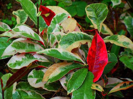 叶子正面是绿的,背面是红的植物,叶子边缘是白黄色