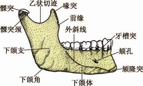 正中联合近下颌骨下缘处,左右各有一隆起称颏结节