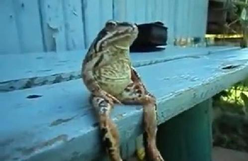 男子路过公园看见长凳上坐着一只青蛙人模人样