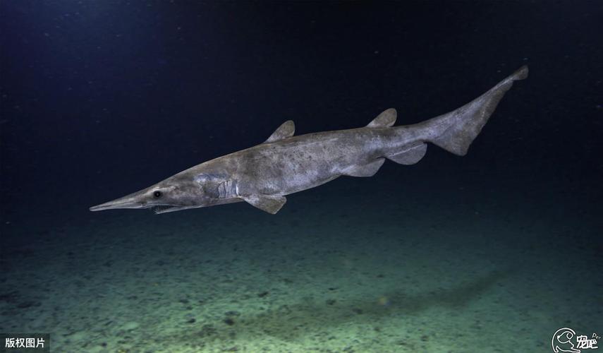 海底香烟,幽灵鱼,哥布林鲨鱼?