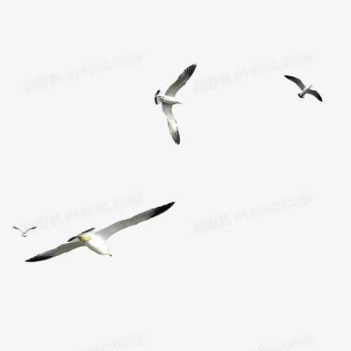 装饰图案 > 海鸥 图精灵为您提供海鸥免费下载,本设计作品为海鸥,格式