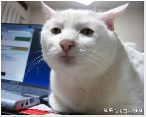流泪猫猫头的原图是哪一张?