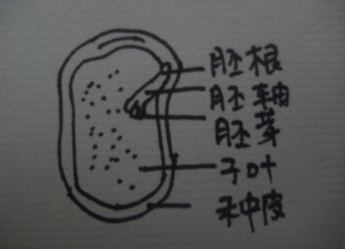 科学四年级下册教案