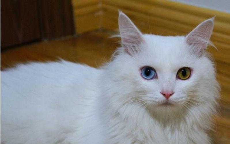 【鸳鸯眼】异色瞳猫猫