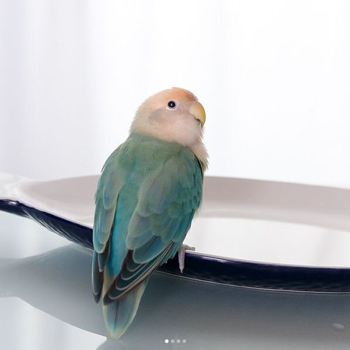 一只配色柔美的牡丹鹦鹉~~长期在网上吸啾,其实也总结出了一些经验,啾