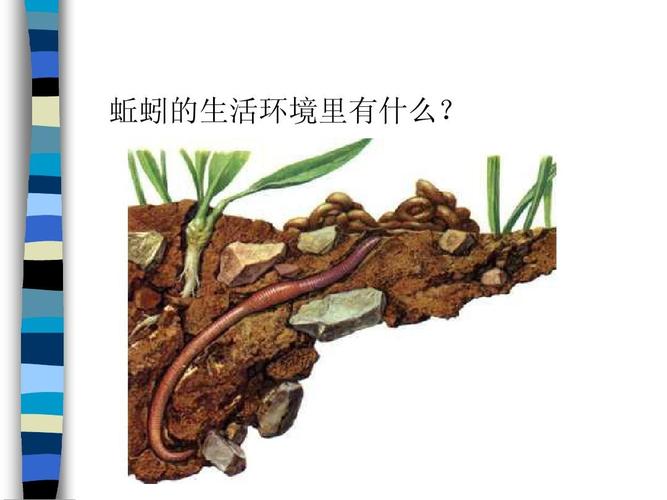 蚯蚓的生活环境里有什么?