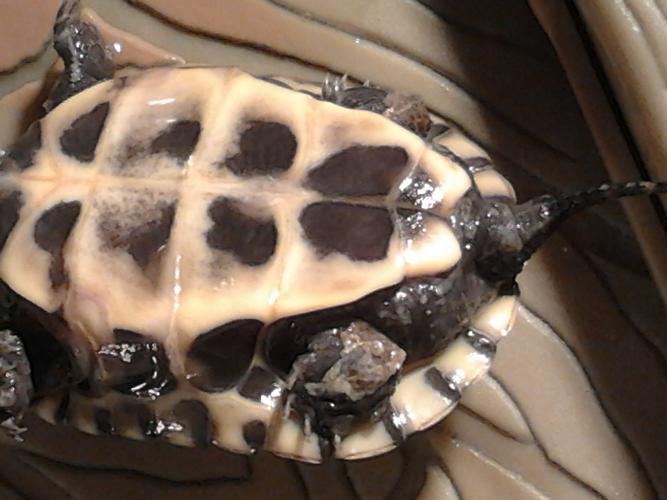 草龟苗裂甲还是腐甲?蜕皮?断尾?各种病症请教.谢谢.