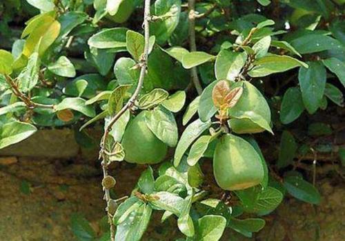 农村这种像无花果的野果,营养丰富,被誉为"下奶果",你